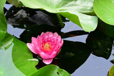 Güzel botanik fotoğrafı, doğal duvar kağıdı. Güzel su zambağı çiçeği