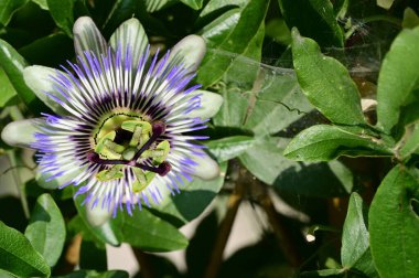Bahçedeki güzel, parlak çiçek 