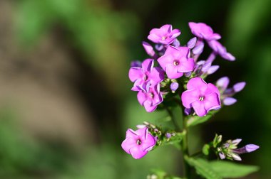 Bahçedeki güzel, parlak çiçek 