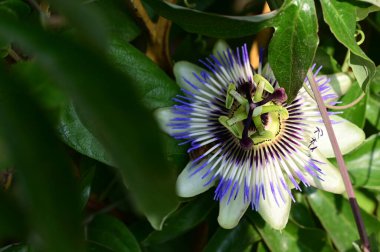 Bahçedeki güzel, parlak çiçek 