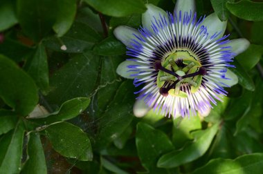 Bahçedeki güzel, parlak çiçek 