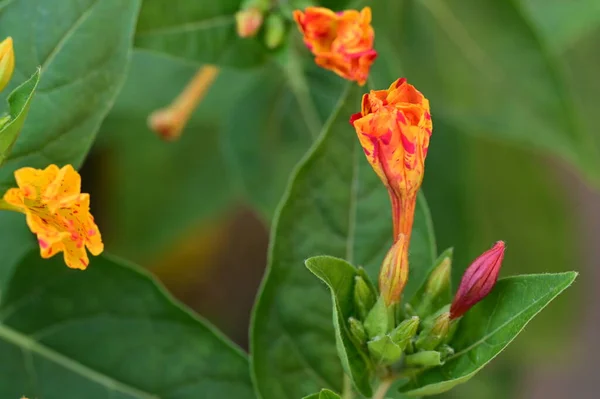 Vackra Ljusa Blommor Trädgården — Stockfoto