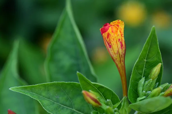 Красивые Яркие Цветы Саду — стоковое фото