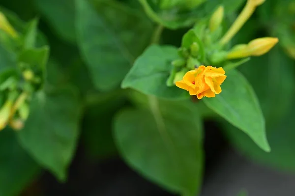 stock image beautiful bright flowers  in garden 