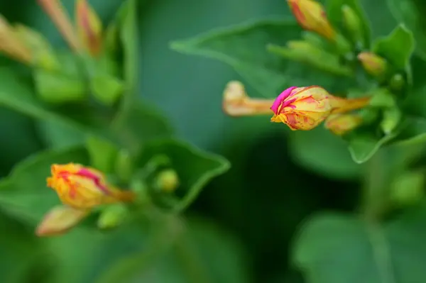 Красивые Яркие Цветы Саду — стоковое фото