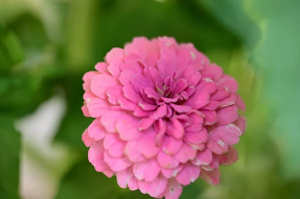 Όμορφο Φωτεινό Λουλούδι Στον Κήπο — Φωτογραφία Αρχείου
