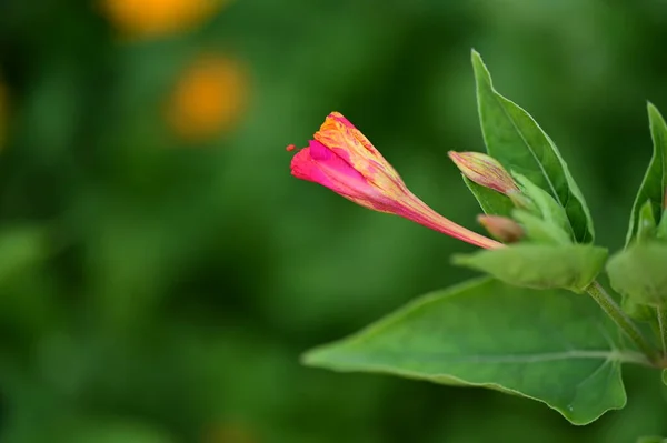 stock image beautiful bright flowers  in garden 