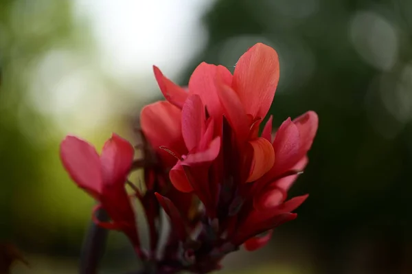Krásná Jasná Květina Zahradě — Stock fotografie