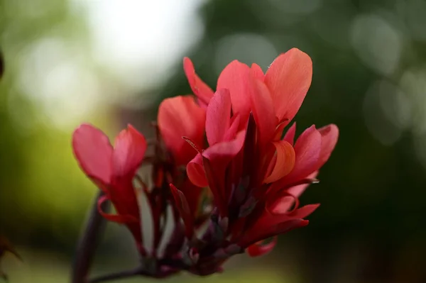 Bela Flor Brilhante Jardim — Fotografia de Stock