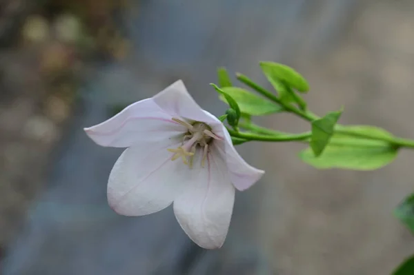 Piękny Jasny Kwiat Ogrodzie — Zdjęcie stockowe