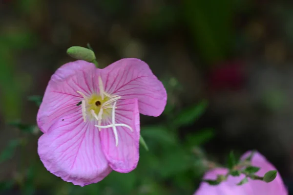 Bahçedeki Güzel Parlak Çiçek — Stok fotoğraf