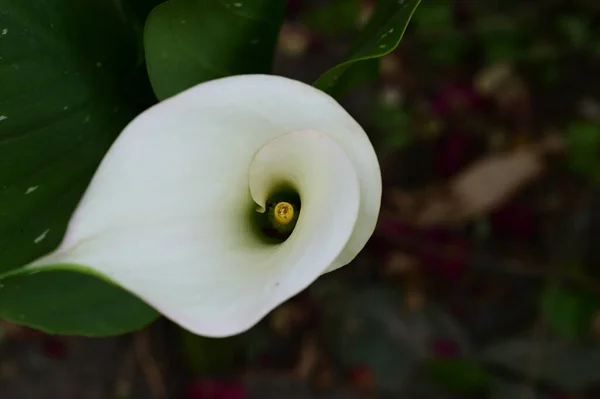 Belle Fleur Lumineuse Dans Jardin — Photo