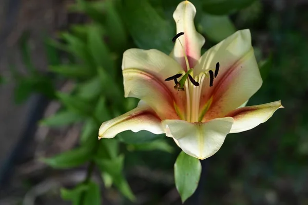 Bahçede Yetişen Güzel Parlak Zambak Çiçeği — Stok fotoğraf