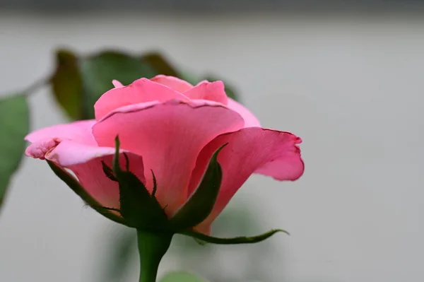 Vacker Ljus Ros Blomma Trädgården — Stockfoto