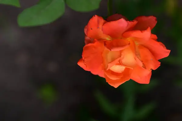 Beautiful Bright Rose Flower Garden — Fotografia de Stock