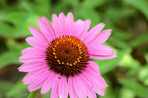 Schöne Helle Blume Garten — Stockfoto