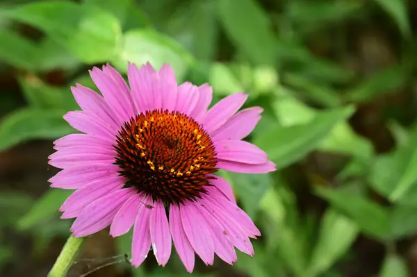 Gyönyörű Fényes Virág Kertben — Stock Fotó