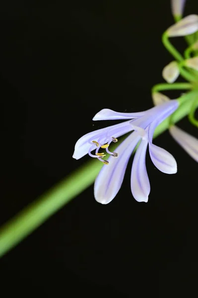 Vacker Blomma Svart Bakgrund Närbild — Stockfoto