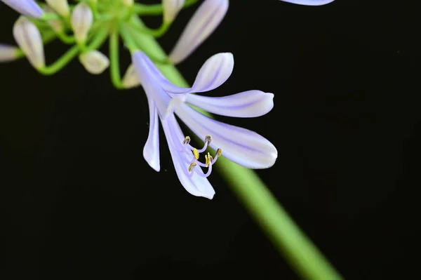 Vacker Blomma Svart Bakgrund Närbild — Stockfoto