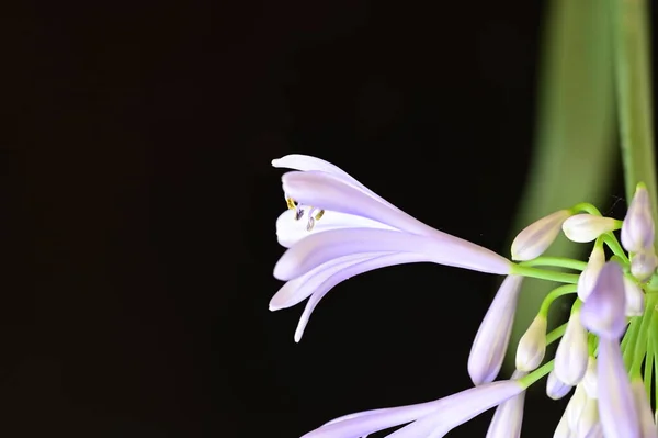 Gyönyörű Virág Fekete Háttér Közelről — Stock Fotó
