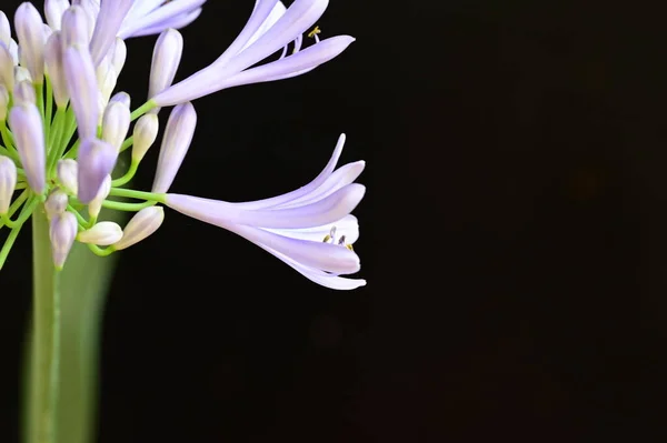 Bel Fiore Sfondo Nero Vicino — Foto Stock