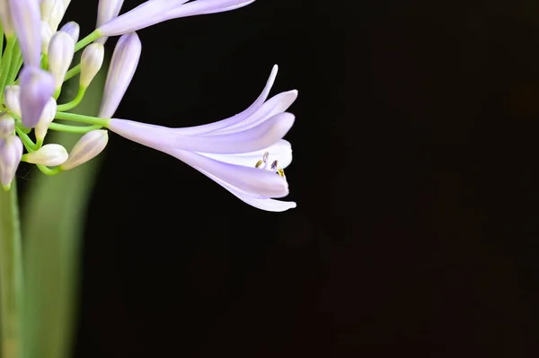 Hermosa Flor Sobre Fondo Negro Cerca —  Fotos de Stock