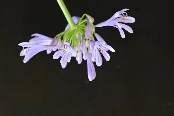 Bel Fiore Sfondo Nero Vicino — Foto Stock