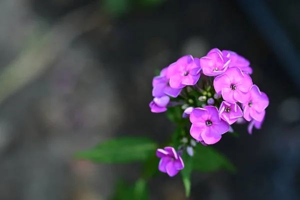 Красивый Яркий Цветок Саду — стоковое фото