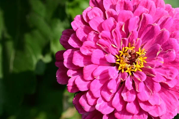 Hermosa Flor Brillante Jardín — Foto de Stock