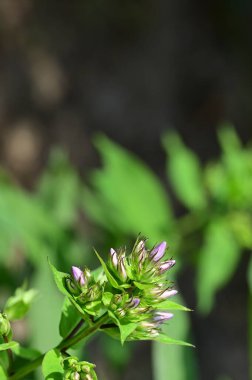 Bahçedeki güzel mor çiçekler