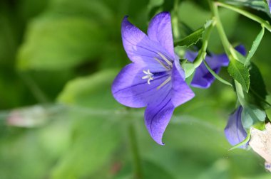 Bahçedeki güzel, parlak çiçek 