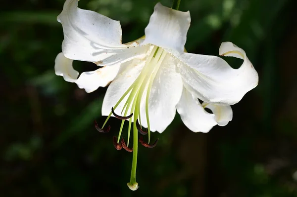 Krásná Jasná Lilie Květ Rostoucí Zahradě — Stock fotografie