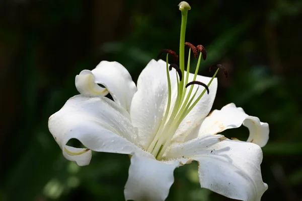 Krásná Jasná Lilie Květ Rostoucí Zahradě — Stock fotografie