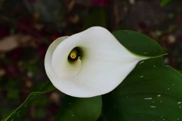 Красива Яскрава Квітка Саду — стокове фото