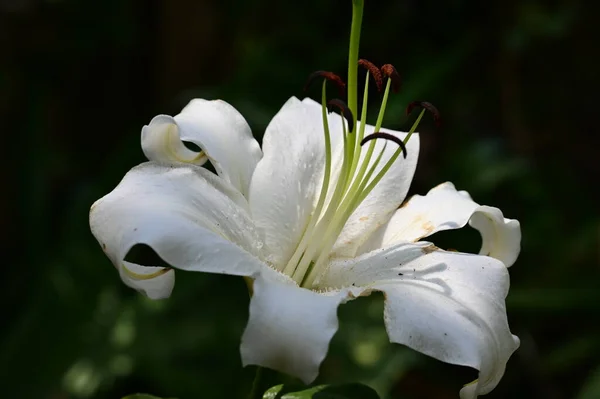 Gyönyörű Fényes Liliom Virág Kertben — Stock Fotó