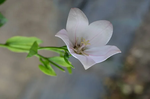 Schöne Helle Blume Garten — Stockfoto