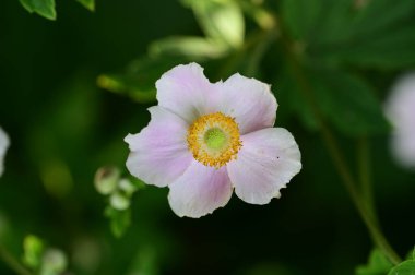 bahçede büyüyen güzel parlak çiçek 