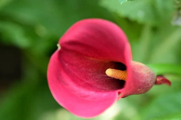 Красивый Яркий Цветок Растет Саду — стоковое фото