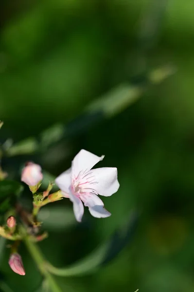 Bahçede Büyüyen Güzel Parlak Çiçek — Stok fotoğraf