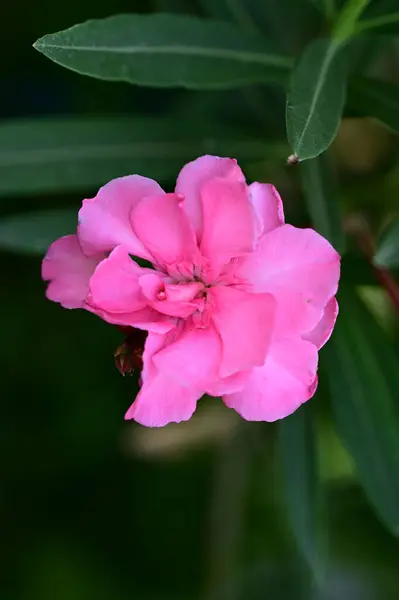 Gyönyörű Fényes Virágkertészet Kertben — Stock Fotó