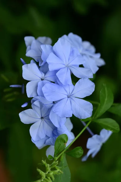 Gyönyörű Kék Virágok Kertben Közelről — Stock Fotó