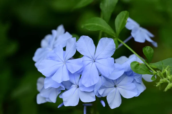 Красивые Голубые Цветы Саду Закрыть Вид — стоковое фото