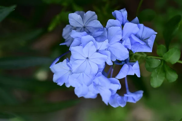 Hermosas Flores Azules Jardín Vista Cerca —  Fotos de Stock
