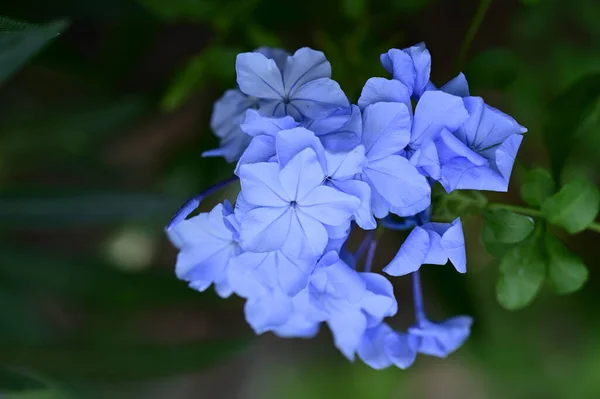 Schöne Blaue Blumen Garten Nahsicht — Stockfoto