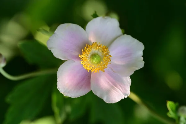 Красива Яскрава Квітка Росте Саду — стокове фото