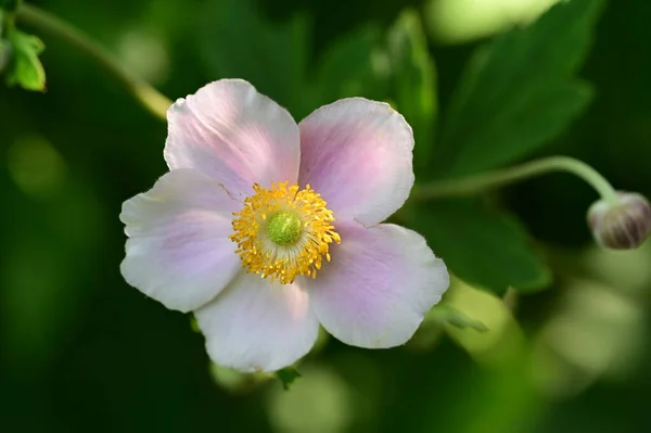 Όμορφο Φωτεινό Λουλούδι Καλλιέργεια Στον Κήπο — Φωτογραφία Αρχείου
