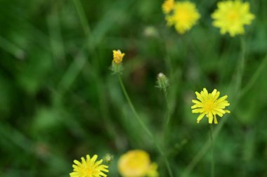 Bahçede büyüyen güzel parlak çiçekler 