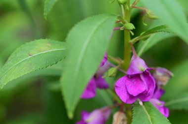 Bahçede büyüyen güzel parlak çiçekler 