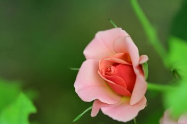 Bahçede büyüyen güzel parlak bir gül 