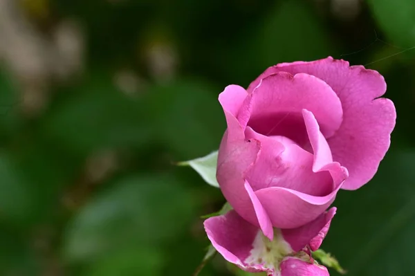 Όμορφο Ροζ Τριαντάφυλλο Στον Κήπο — Φωτογραφία Αρχείου